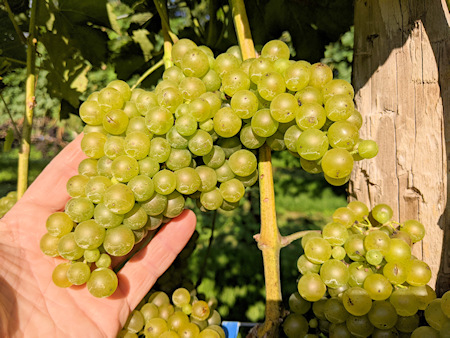 Home - Constantia Wine Company. Grape clusters. Sauvignon Blanc grapes. Finger Lakes Vineyard.