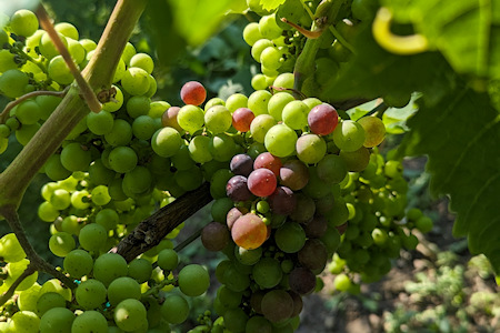 Grapes in veraison. Cabernet Sauvignon in Veraison. Grape clusters.