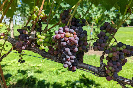 Grape clusters. Finger Lakes Vineyard. Cabernet Sauvignon.