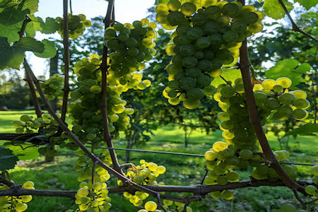 Grape clusters. Finger Lakes Vineyard. Riesling.