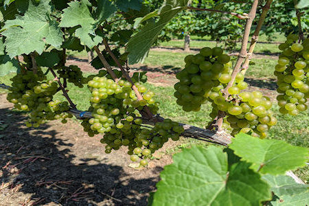 Grape clusters. Finger Lakes Vineyard. Riesling.