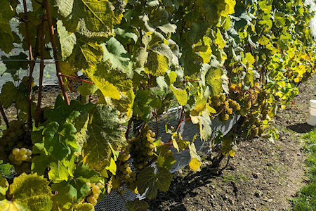 Grape vines. Riesling grape vines. Constantia Wine Company vineyard. Grape vines in the sun. Finger Lakes vineyard.